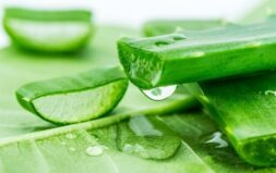 Aloe vera: beneficii și proprietăți terapeutice