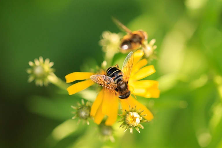 Polen de albine, 10 beneficii uimitoare