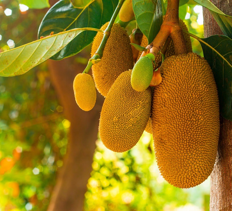 Jackfruit – ce este și cum se consumă